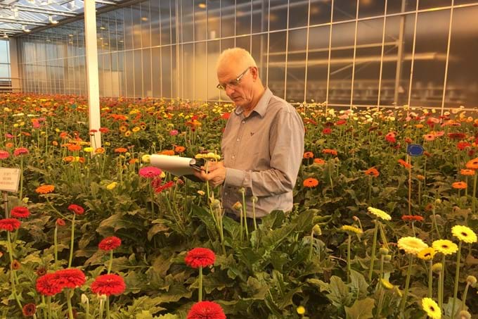 Gerbera zaailingen Beoordelen