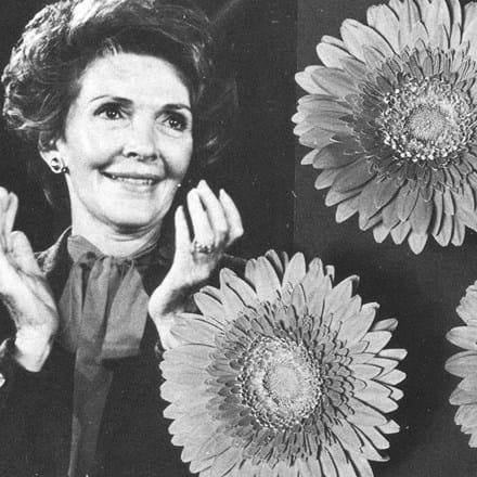 Doop van gerbera 'Nancy Reagan'