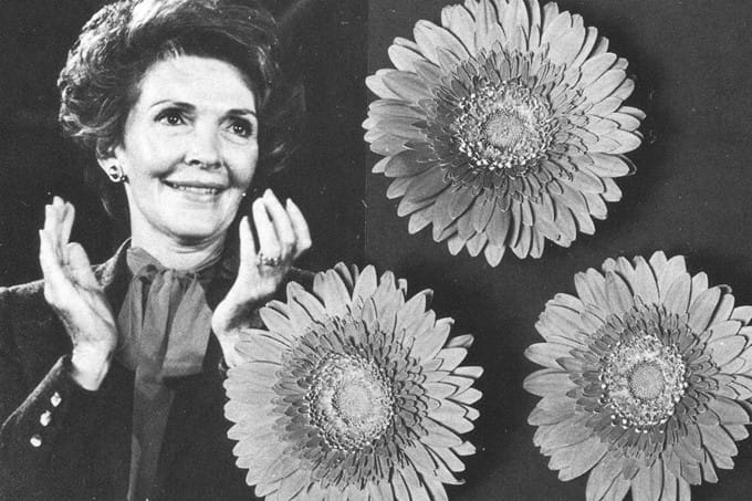 Doop van gerbera 'Nancy Reagan'