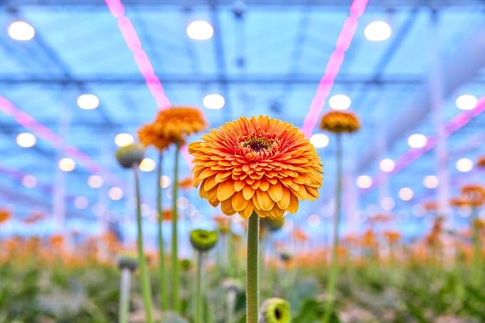 Duurzaam telen met LED verlichting