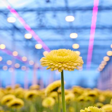 Duurzaam telen met LED verlichting