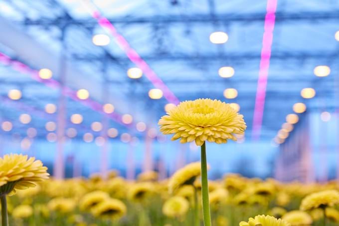 Sustainable cultivation with LED lighting