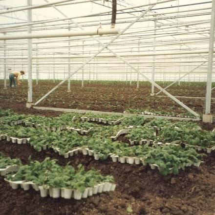 Telen in volle Grond - De Lier