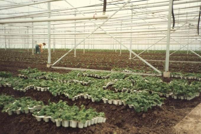 Telen in volle Grond - De Lier